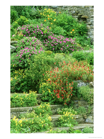 Garden Flowers, Swaledale, England by Mark Hamblin Pricing Limited Edition Print image