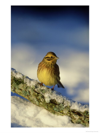 Yellowhammer, Emberiza Citrinella Female Perched On Branch Strathspey, Scotland by Mark Hamblin Pricing Limited Edition Print image