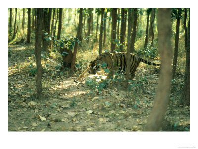 Tiger, Killing Monkey by Mary Plage Pricing Limited Edition Print image