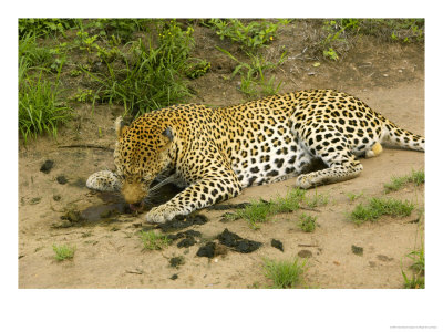 Leopard, Eating Hippo Dung, Mpumalanga, South Africa by Roger De La Harpe Pricing Limited Edition Print image