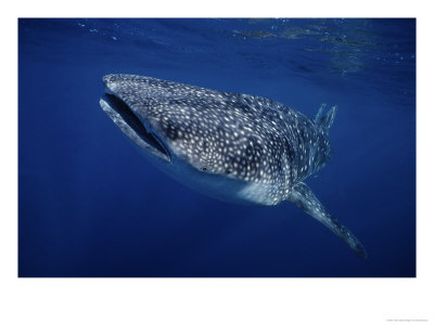 Whale Shark, Swimming, Australia by Gerard Soury Pricing Limited Edition Print image