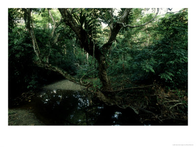 Rainforest, Gabon, Central Africa by Patricio Robles Gil Pricing Limited Edition Print image