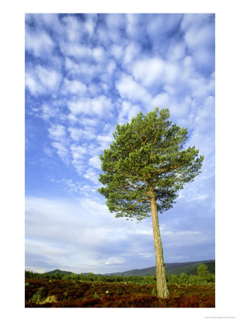 Scots Pine, Pinus Sylvestris Single Tree On Moor, Scotland by Mark Hamblin Pricing Limited Edition Print image