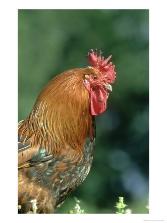 Cockerel, Uk by Mark Hamblin Pricing Limited Edition Print image