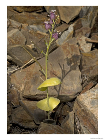 Streptanthus Tortuosus, And Fruit, Usa by Bob Gibbons Pricing Limited Edition Print image