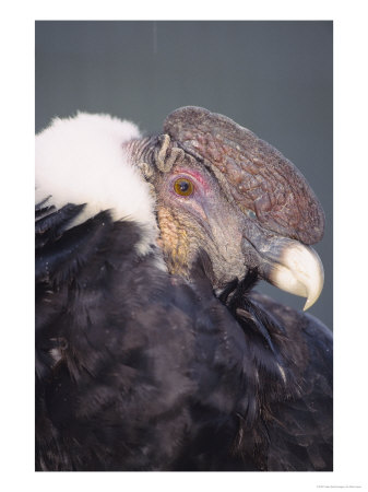 Andean Condor Adult Male In Prime Colours, Hacienda Zuleta, Ecuador by Mark Jones Pricing Limited Edition Print image