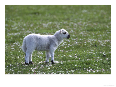 Young Lamb In Field Of Daisies, Scotland by Mark Hamblin Pricing Limited Edition Print image