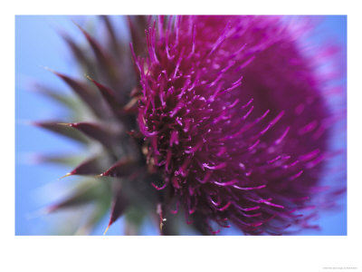 Musk Thistle, Close-Up Of Flower Head, Uk by Mark Hamblin Pricing Limited Edition Print image