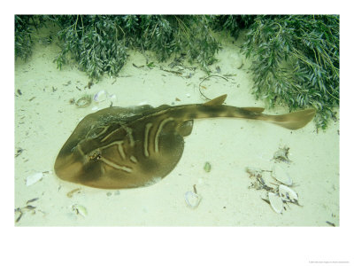 Fiddler Ray, Wool Bay, Australia by Karen Gowlett-Holmes Pricing Limited Edition Print image