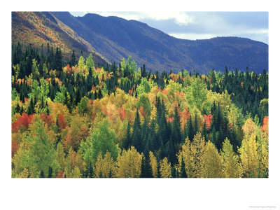 Fall Colours, Park Of Gaspesie, Canada by Philippe Henry Pricing Limited Edition Print image