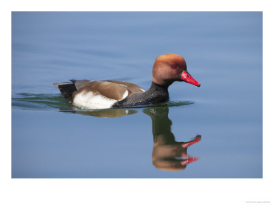 Red-Crested Pochard, Male On Water, Lake Geneva, Switzerland by Elliott Neep Pricing Limited Edition Print image
