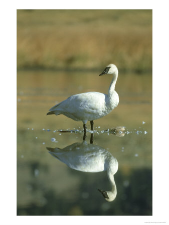 Trumpeter Swan, Cygnus Buccinator, Yellowstone National Park, Usa by Mark Hamblin Pricing Limited Edition Print image