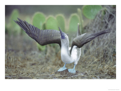 Blue Footed Booby, Sky Pointing Courtship Display, Galapagos by Mark Jones Pricing Limited Edition Print image