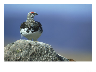 Ptarmigan, Lagopus Mutus Male In Partial Moult Cairngorm Mountains, Scotland by Mark Hamblin Pricing Limited Edition Print image