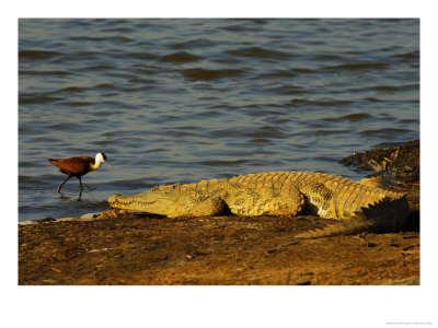 Nile Crocodile, And African Jacana, Ndumu Game Reserve, South Africa by Roger De La Harpe Pricing Limited Edition Print image