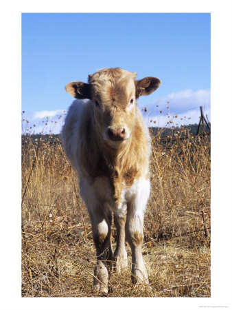 Texas Longhorn, Calf Standing, Colorado, Usa by Philippe Henry Pricing Limited Edition Print image