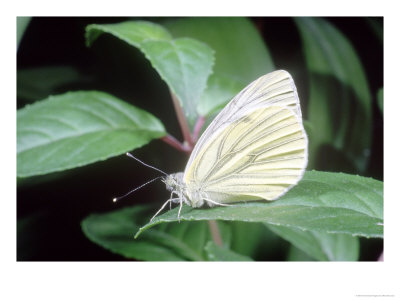 Green-Veined White, Pieris Napi by Michael Leach Pricing Limited Edition Print image