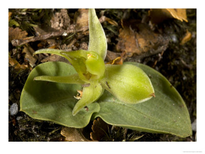 Chiloglottis Cornuta, Arthur Range, New Zealand by Bob Gibbons Pricing Limited Edition Print image