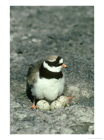 Ringed Plover On Eggs, Debyshire by Mark Hamblin Pricing Limited Edition Print image