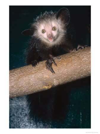 Aye-Aye, Sabrina Full Body Shot, Duke University Primate Center by David Haring Pricing Limited Edition Print image