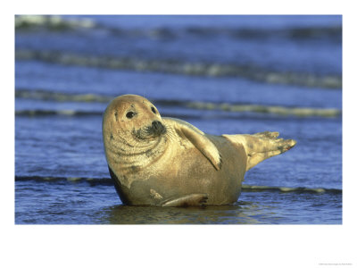 Grey Seal, Pup Resting On Edge Of Water, Uk by Mark Hamblin Pricing Limited Edition Print image