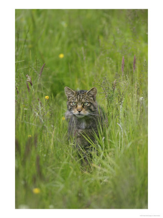 Scottish Wildcat, Adult Male In Grass, Scotland by Mark Hamblin Pricing Limited Edition Print image