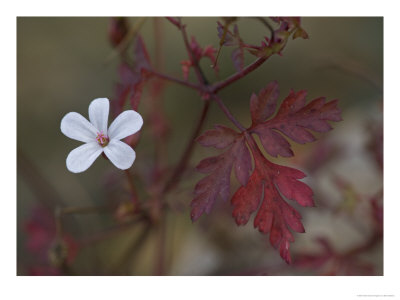 Geranium Robertianum, A Very Pale Form Of Herb Robert by Bob Gibbons Pricing Limited Edition Print image