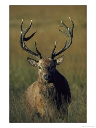 Red Deer, Stag by Mark Hamblin Pricing Limited Edition Print image
