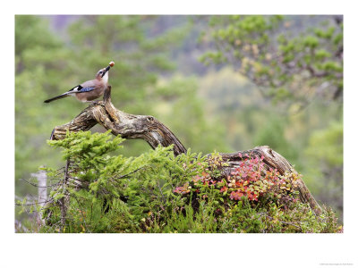 Jay, Adult Feeding On Hazelnut On Fallen Log In Forest In Autumn, Norway by Mark Hamblin Pricing Limited Edition Print image