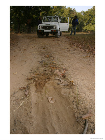 Bengal Tiger, Urine And Scrape Mark, Madhya Pradesh, India by Elliott Neep Pricing Limited Edition Print image