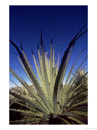 High Altitude Bromeliad, Growing In Grassland Habitat, Northern Andes, Ecuador by Mark Jones Pricing Limited Edition Print image