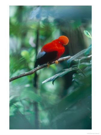 Andean Cock Of The Rock, Male Courtship Display, Choco Darien Cloud Forest, Ecuador by Mark Jones Pricing Limited Edition Print image