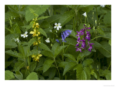 Woodland Flowers In Spring, Yellow Archangel, Early Purple Orchid by Bob Gibbons Pricing Limited Edition Print image