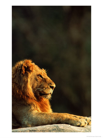 Lion, Portrait, Malamala Game Reserve, South Africa by Roger De La Harpe Pricing Limited Edition Print image