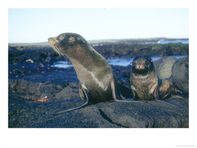 Galapagos Fur Seal, Cow And Pup, Galapagos by Mark Jones Pricing Limited Edition Print image