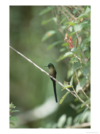 Violet-Tailed Sylph, Pichincha Volcano, Ecuador by Mark Jones Pricing Limited Edition Print image