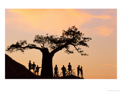Mountain Bikers Under Baobab Tree At Sunset, Mashatu Game Reserve, Botswana by Roger De La Harpe Pricing Limited Edition Print image