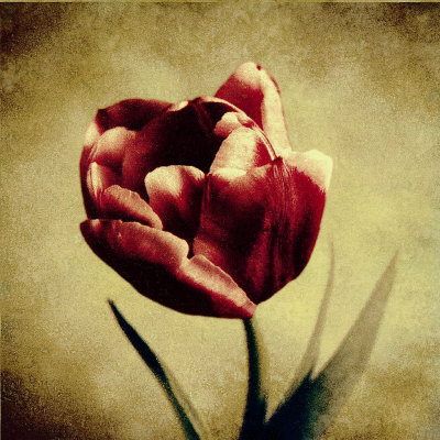 Crimson Single Tulip by Howard Waisman Pricing Limited Edition Print image