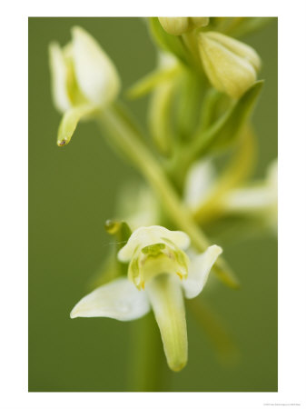Lesser Butterfly Orchid, Close-Up Of Flower, Oxfordshire, Uk by Elliott Neep Pricing Limited Edition Print image