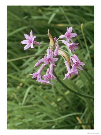 Tulbaghia Violacea In Flower by Geoff Kidd Pricing Limited Edition Print image