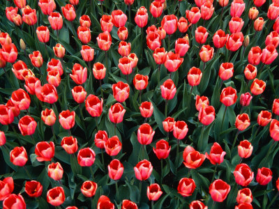 Tulips, Amsterdam, Netherlands by Chris Mellor Pricing Limited Edition Print image