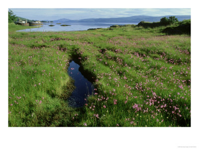 Ragged Robin, Lychnis Flos-Cuculi Salen Bay, Scotland by Mark Hamblin Pricing Limited Edition Print image