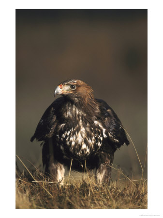 Golden Eagle, Close Up Of Immature Young Female On Ground, Uk by Mark Hamblin Pricing Limited Edition Print image