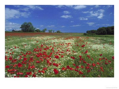 Common Poppy, And Oxeye Daisy, Scotland by Mark Hamblin Pricing Limited Edition Print image