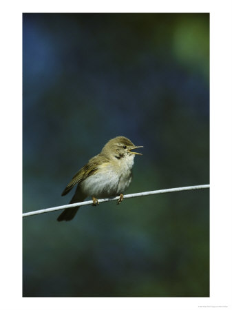 Willow Warbler by Mark Hamblin Pricing Limited Edition Print image
