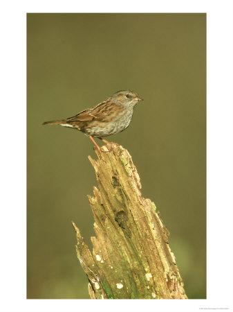 Dunnock, Prunella Modularis Perched On Stump Uk by Mark Hamblin Pricing Limited Edition Print image