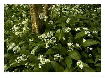 Mass Of Wild Garlic Or Ramsons, Flowering In Ancient Coppice Woodland by Bob Gibbons Pricing Limited Edition Print image