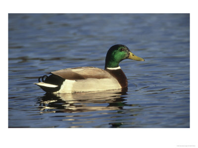 Mallard, Anas Platyrhynchos Male Side View On Water Nottingham by Mark Hamblin Pricing Limited Edition Print image