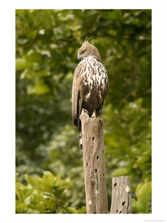 Changeable Crested Hawk Eagle, Eagle Perched On Top Of Dead Tree, Madhya Pradesh, India by Elliott Neep Pricing Limited Edition Print image