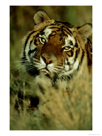 Bengal Tiger, California, Usa by Mike Hill Pricing Limited Edition Print image